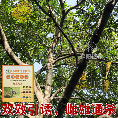 英格尔实蝇粘胶板黄板粘虫板诱虫板贴纸飞虫沾果蝇诱捕器果园苍蝇 - 图1