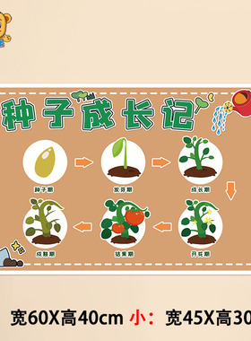 春天主题环创种子生长过程墙贴纸