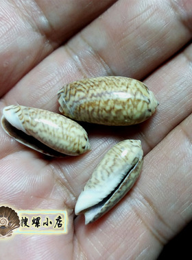 2.5厘米左右榧螺/品相