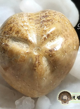 3.5厘米左右摩洛哥产半星海胆化石/多选一/说明里有详细照片
