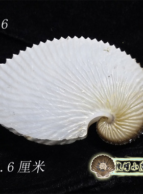 各种尺寸的扁船鞘/多选一/具体看说明里详细说明
