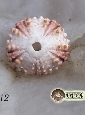 9毫米左右迷你黑海海胆/希腊海胆/品相好/多选一/说明里有详情