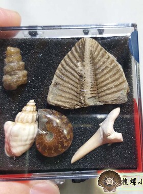 天然古生物小化石套装/多选一/说明里有详情