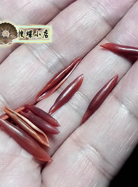 1.5-2厘米左右小红海兔/空壳/标本/用于贝壳收藏/不是吃的!!!