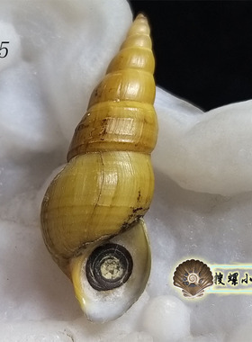 4厘米左右柬埔寨的淡水蜷/带口盖/多选一/说明里有详细照片