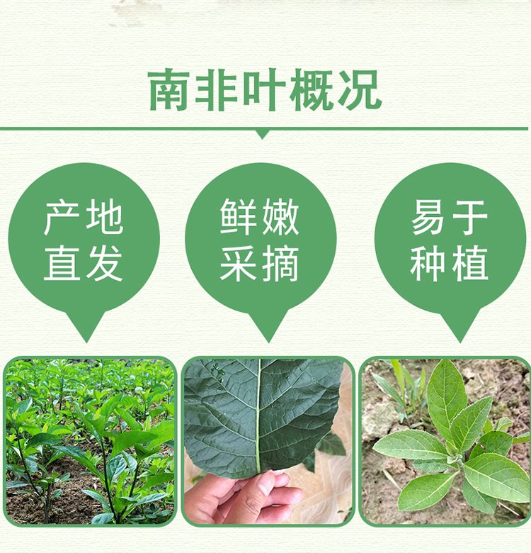 南非叶枝条树苗南非叶干叶马来西亚叶将军叶药王叶新鲜叶茶茂名市-图2