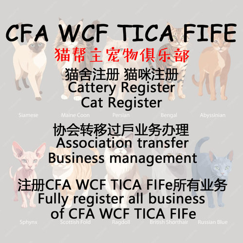 注册CFA猫证书美国CFA猫舍证书注册代办WCF TICA血统证书保真注册 - 图3