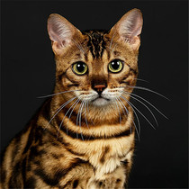 Bengali Leopard Cat Cub Pure Breed Large Flower Pattern Golden Leopard Silver Leopard Pet Cat Family Breadwinner Living Toy Tiger Cat House