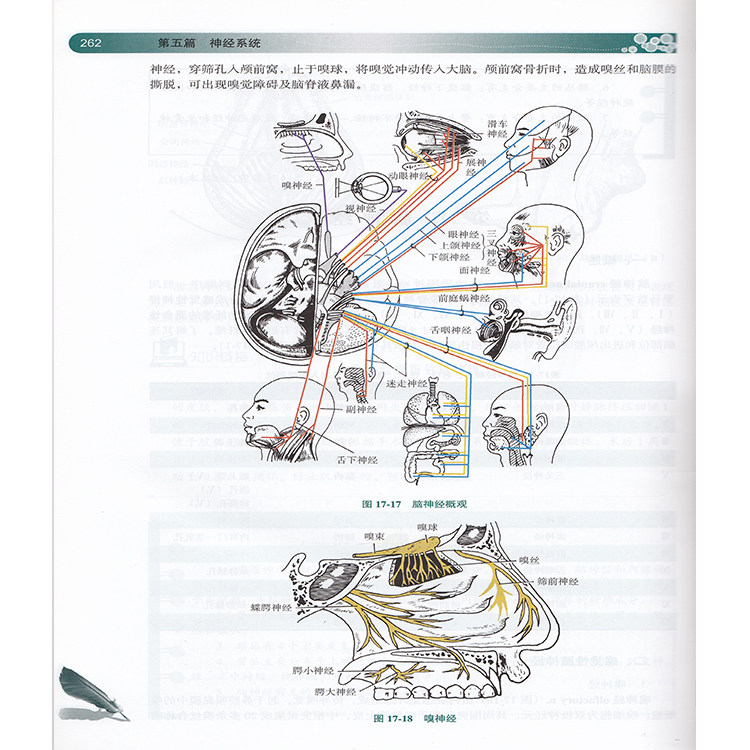 正版现货 人体解剖学 高等医学院校成人学历教育规划教材 供临床 影像等专业专升本用 金昌洙 章惠英  北京大学医学出版社