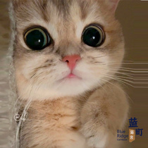 Blue Gold Short Footed Cat Young Cat Gold Asymptotic Layer Mankirkang Dwarf Foot Cat Pet Cat Short Leg Beijing Physical Cat House