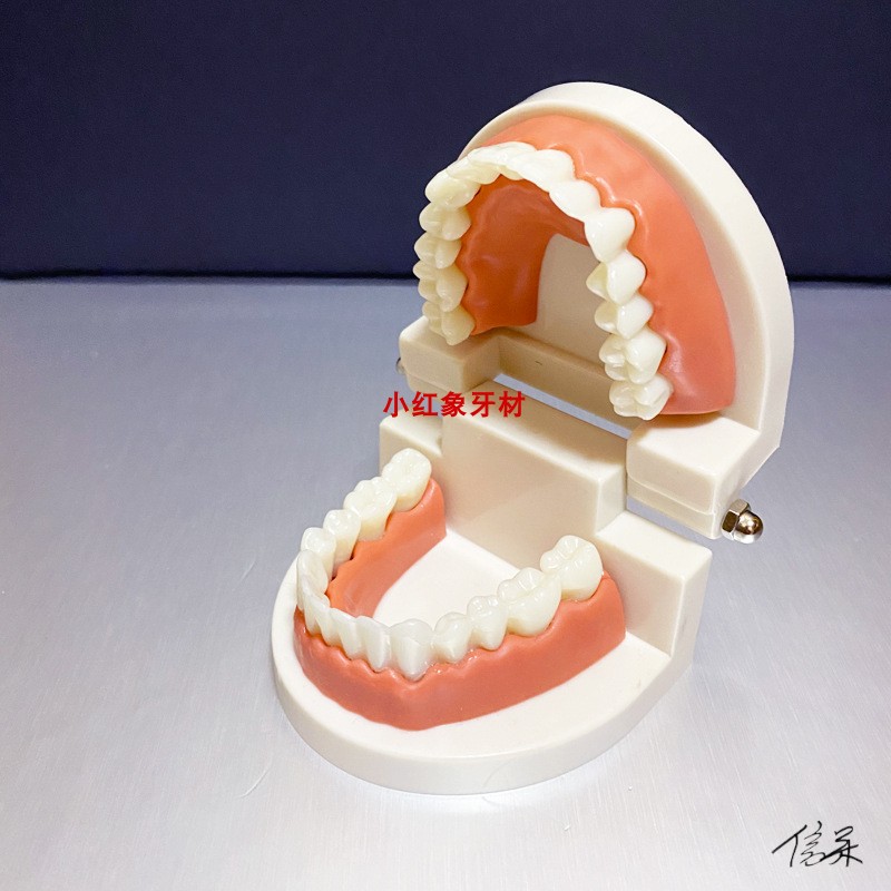 牙齿模型幼儿园早教刷牙模具标准两倍假牙科儿童宝宝口腔教学道具-图1