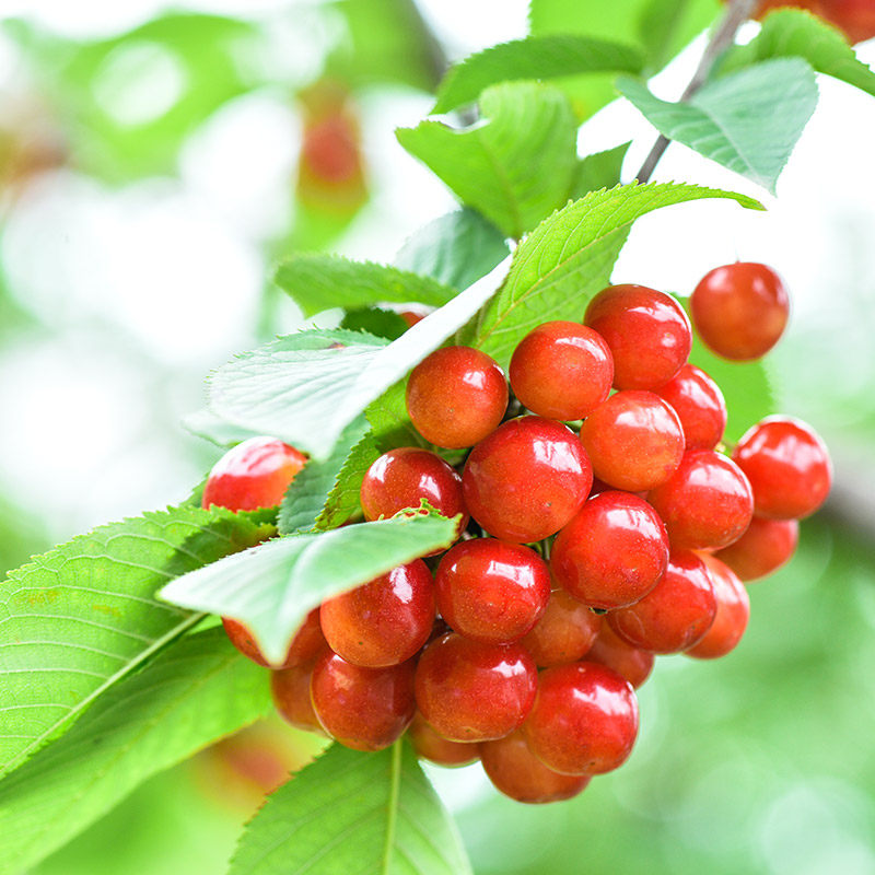 正宗大樱桃树苗车厘子红妃樱桃树苖南方种植嫁接苗水果树果苗大全,淘宝优惠券,粉丝福利购,淘宝优惠卷