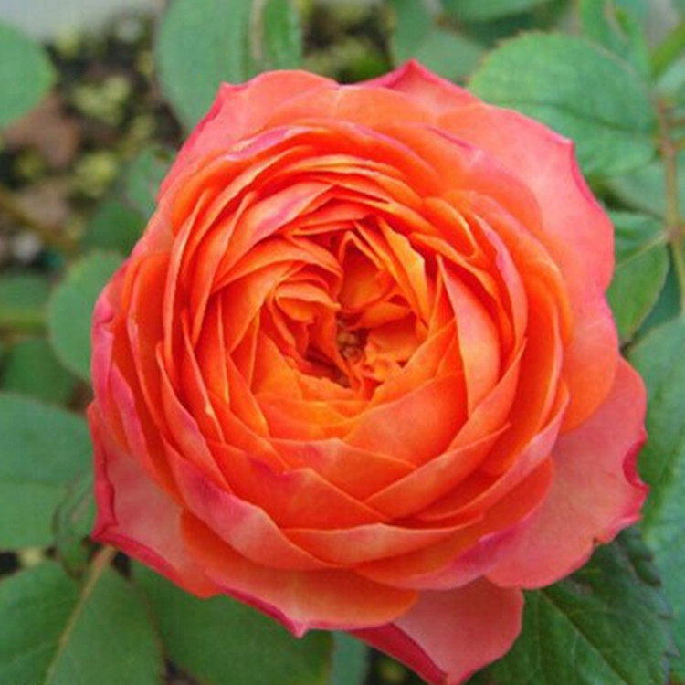 法国芒果浪漫月季花苗橙色橘色阳台切花庭院灌木四季耐寒丰花