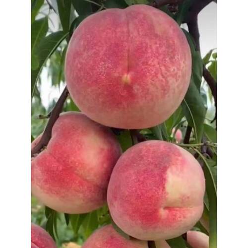 中华寿桃嫁接桃树苗特大超甜巨蜜冬桃血桃黄桃水蜜桃树苗耐寒 - 图1