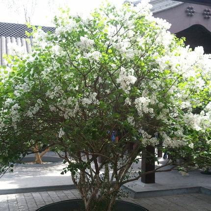 丁香花树苗庭院四季开花植物绿化苗木丛生丁香花苗海棠盆栽花卉-图3