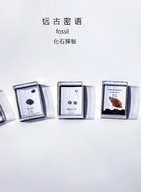 天然古生物化石三叶虫菊石牙齿腕足动物化石科普收藏教学礼物