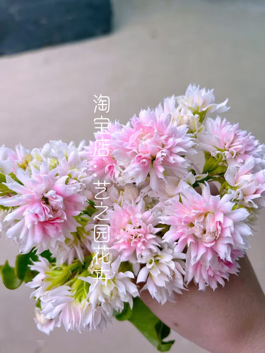 超级玛丽长寿花盆栽带重瓣大花苞大巴黎系列室内打造阳台小花园 - 图1