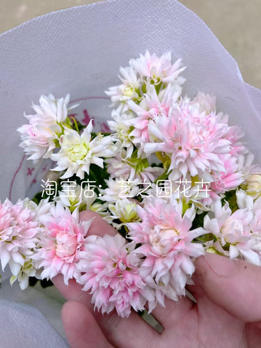 超级玛丽长寿花盆栽带重瓣大花苞大巴黎系列室内打造阳台小花园 - 图2