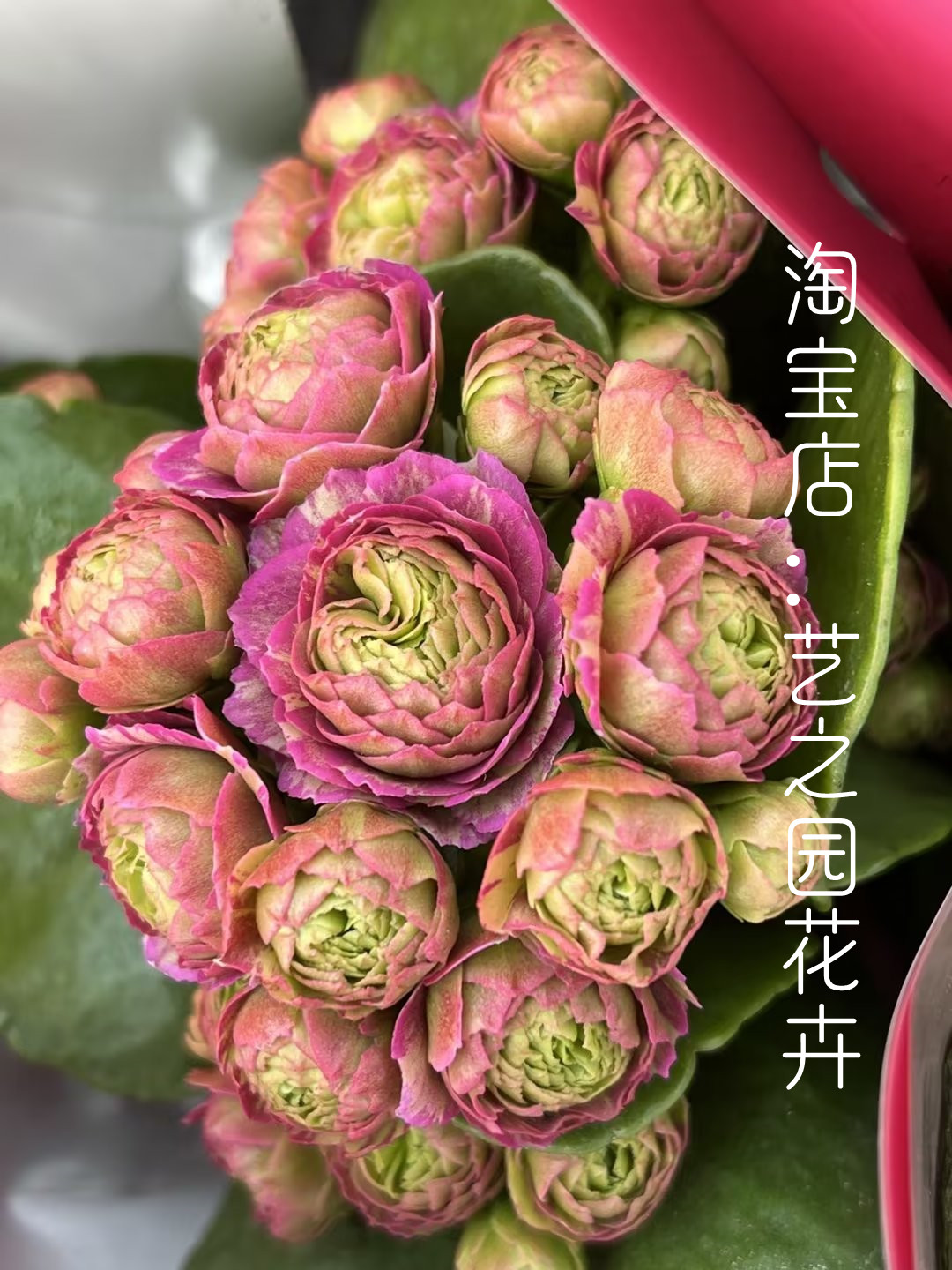 里斯本长寿花新品盆栽带花苞稀有少量重瓣大花朵花型独特 A级货-图1