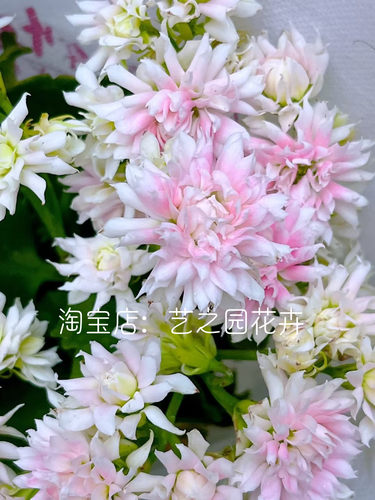 超级玛丽长寿花盆栽带重瓣大花苞大巴黎系列室内打造阳台小花园 - 图0