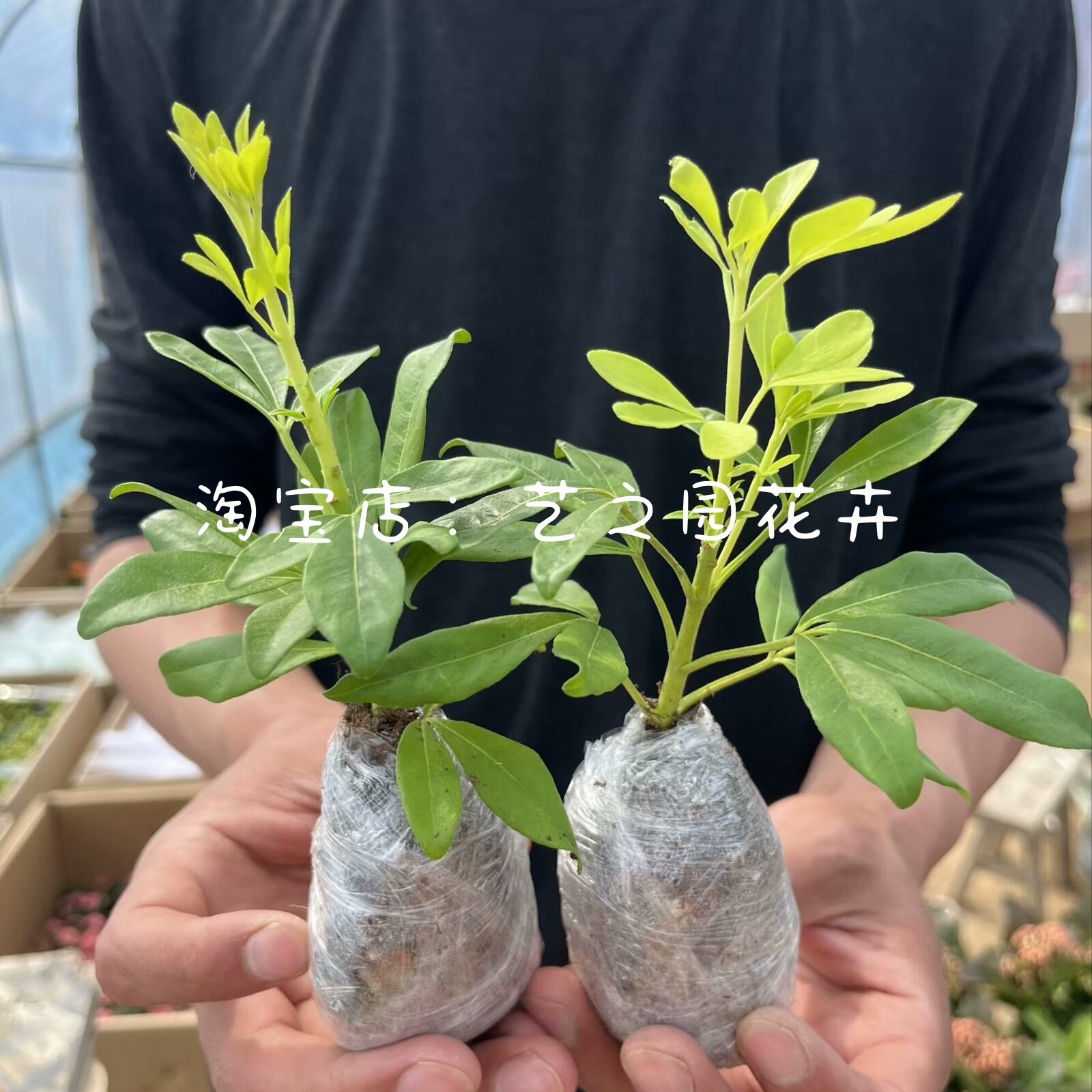 墨西哥橙花盆栽小苗鲜切花橘叶引进母本扦插芳香植物包对版-图1