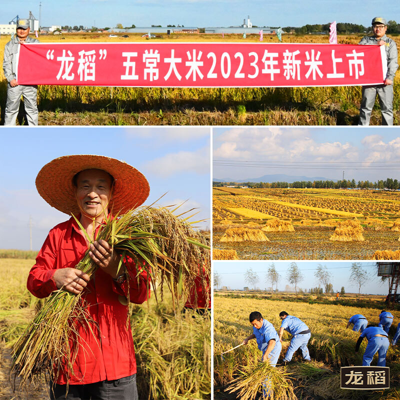 龙稻当季新米 正宗五常大米10kg 东北长粒香大米粳米稻香米二十斤 - 图0