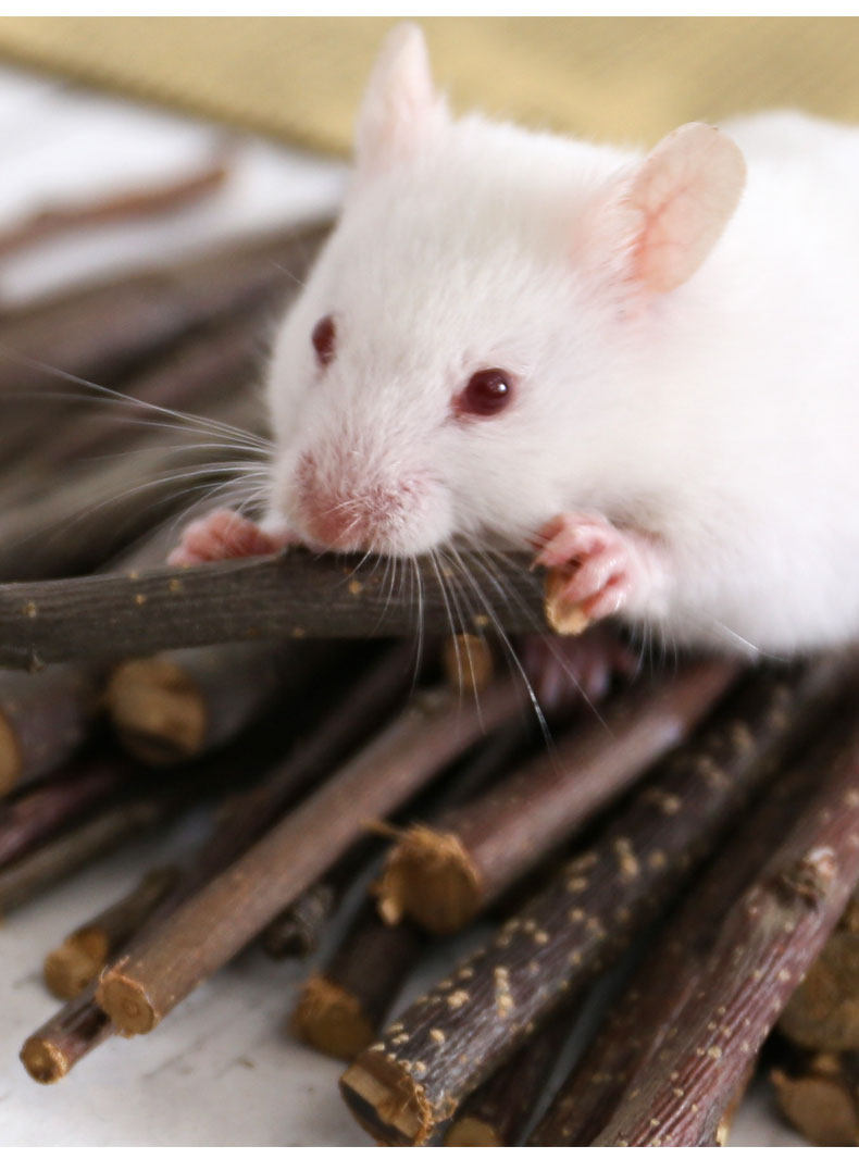 苹果枝仓鼠零食磨牙棒金丝熊咬木荷兰猪龙猫豚鼠兔子宠物造景用品,淘宝优惠券,粉丝福利购,淘宝优惠卷