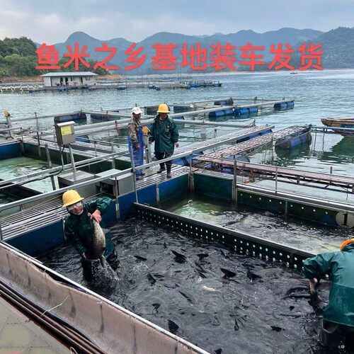 官方认证千岛湖淳牌有机活鱼正宗大头鱼鲢鱼鳙鱼包头鱼大胖头鱼 - 图0