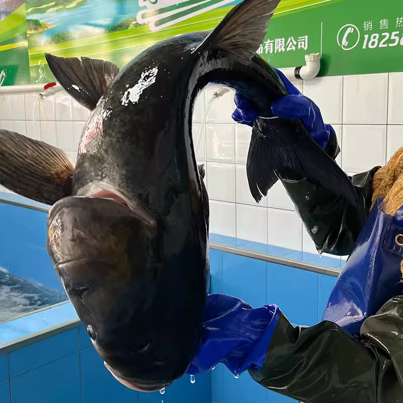 鲜活鱼头现杀千岛湖淳牌有机活鱼鳙鱼大鱼头胖头鱼花鲢鱼头汤鱼尾,淘宝优惠券,粉丝福利购,淘宝优惠卷
