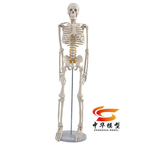 85CM人体骨骼模型 170CM骨架人体模型成人小骷髅教学模型脊椎全身 - 图3