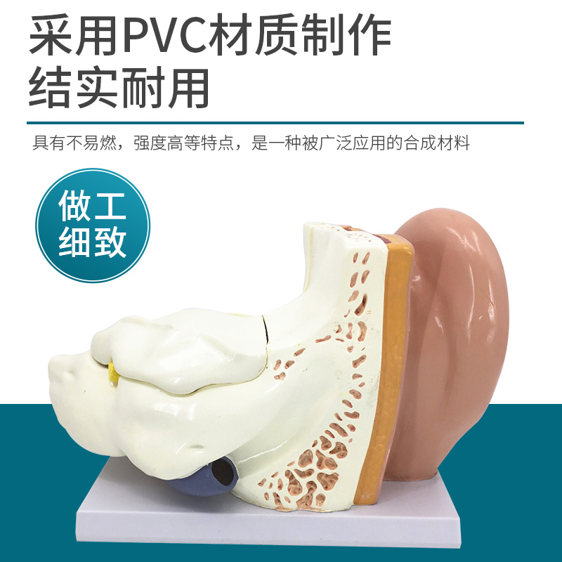 耳解剖放大模型生物教学人体大耳朵构造幼儿园科学实验室教学仪器 - 图0