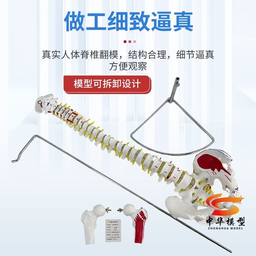 人体脊柱模型人体骨骼大脊椎成人1:1带颈椎胸椎尾椎椎骨骨盆模型 - 图0