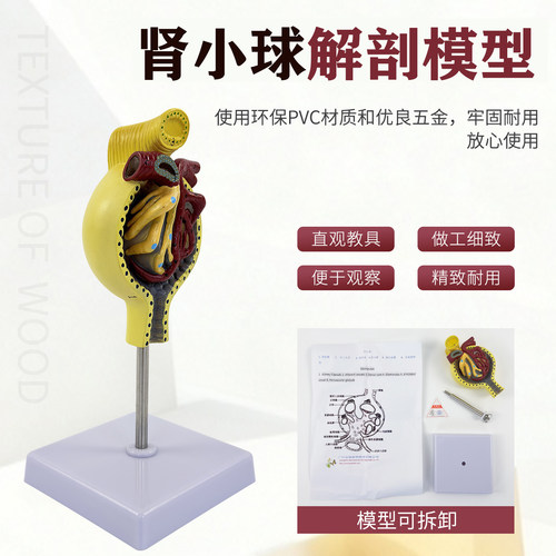 肾小球肾脏解剖模型放大700倍人体解剖模型医学仿真医学教学 - 图1