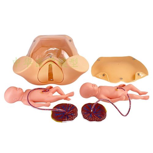 高级分娩综合技能训练模型 分娩助产示教模型 分娩机制示教模型 - 图3