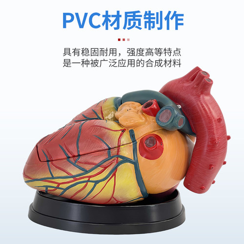 1:1人体心脏模型B超彩超声医学心内科心脏解剖教学模型自然大心脏 - 图0