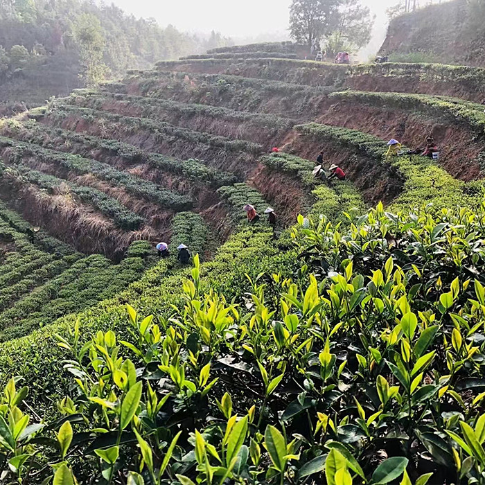 客家绿茶200g每罐河源高山云雾茶紫金农家茶斗记蜜香蝉茶广东茶叶-图1