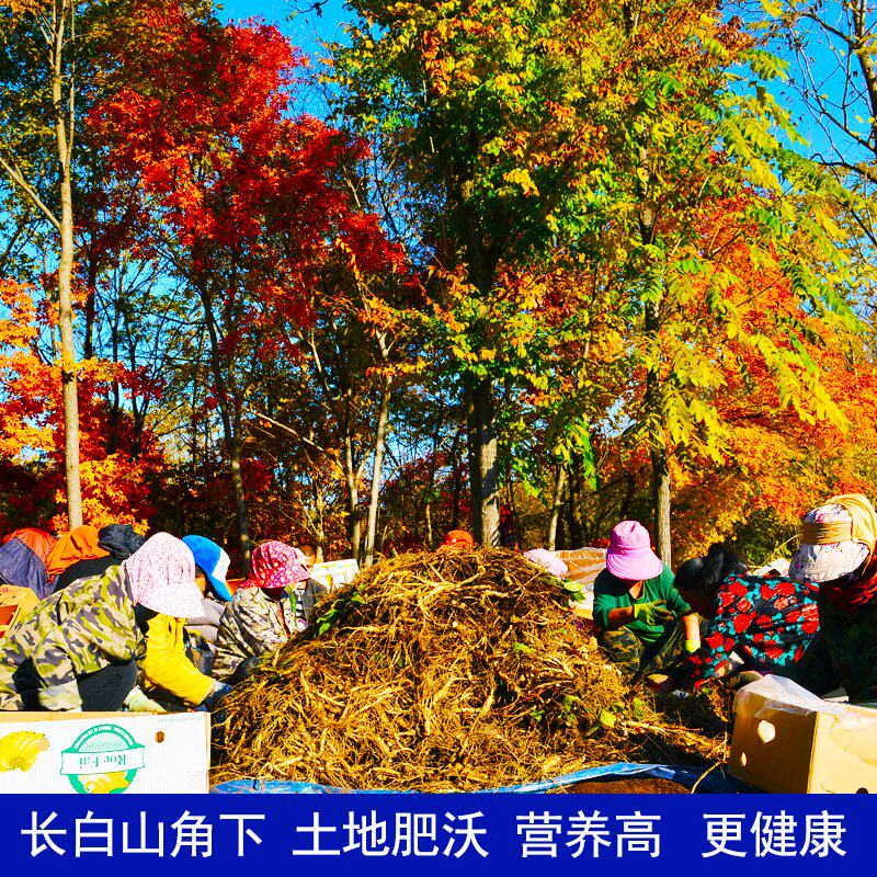 林间野山参长白山东北干货干人参 林间人参/园参及其制品