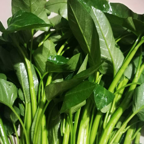 空心菜新鲜2斤3斤包邮重庆农家藤藤菜蕹菜蓊菜通心菜无心菜空筒菜 - 图0