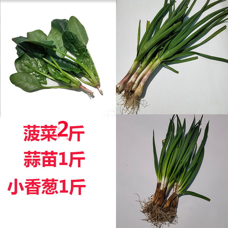 新鲜菠菜农家无农药种植组合香葱青蒜苗紫皮大蒜叶子4斤现挖蔬菜,淘宝优惠券,粉丝福利购,淘宝优惠卷