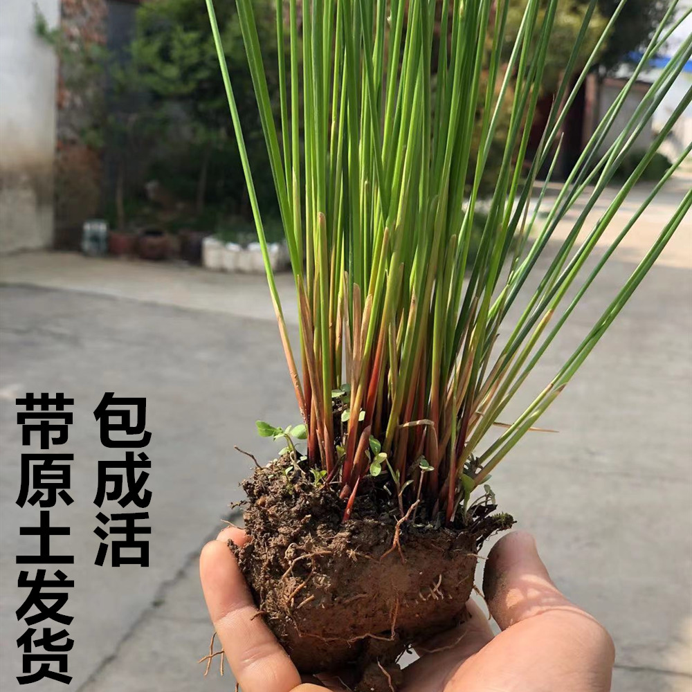 鲜活灯芯草苗 灯心草盆栽中草药煲水清热去火 龙须草水葱带泥发货 - 图1