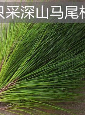 新鲜纯天然马尾松针叶松针茶高山老树松针现摘泡茶手工编织松树