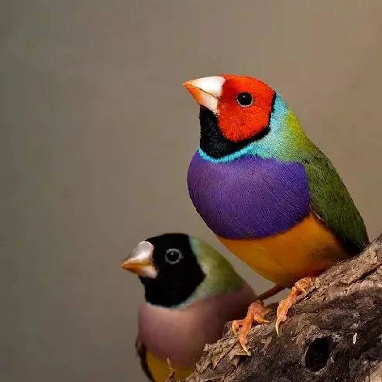 七彩文鸟活鸟幼鸟家养宠物鸟小型鸟青年鸟人工养殖,淘宝优惠券,粉丝福利购,淘宝优惠卷