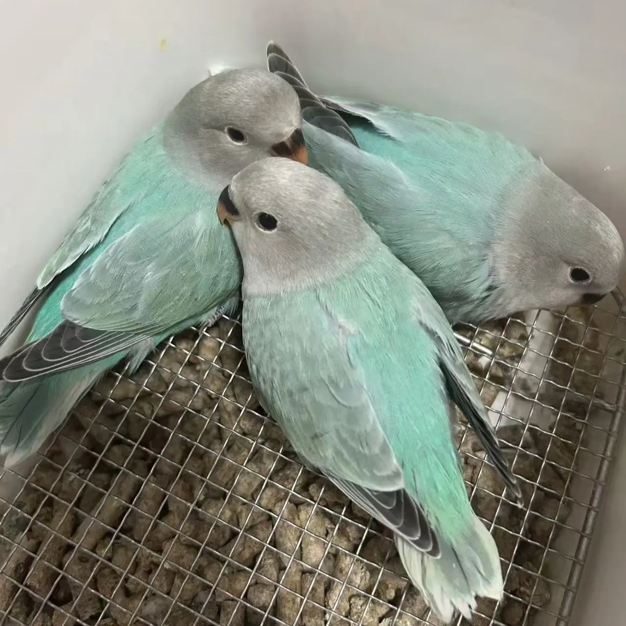 牡丹鹦鹉活鸟招财鸟活物家养宠物鸟幼鸟手养幼鸟小鸟活体鸟,淘宝优惠券,粉丝福利购,淘宝优惠卷