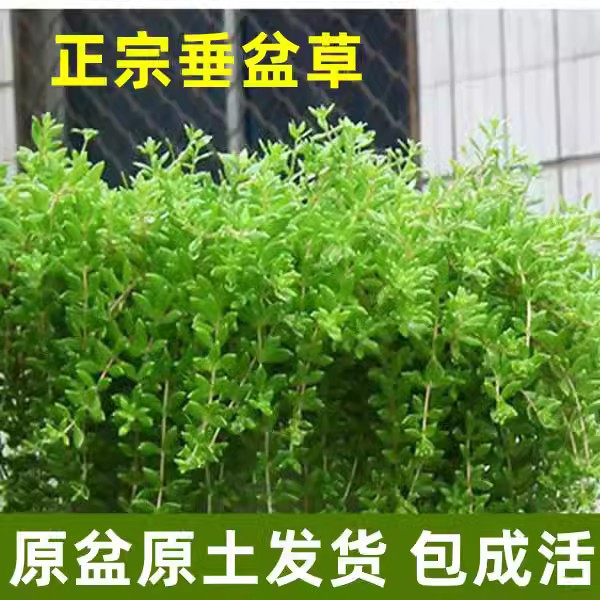 正宗垂盆草中药材盆栽食用养肝护肝植物四季常青吊兰耐寒阳台驱蚊-图1