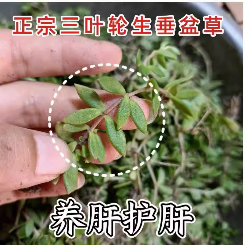 正宗垂盆草中药材盆栽食用养肝护肝植物四季常青吊兰耐寒阳台驱蚊-图2