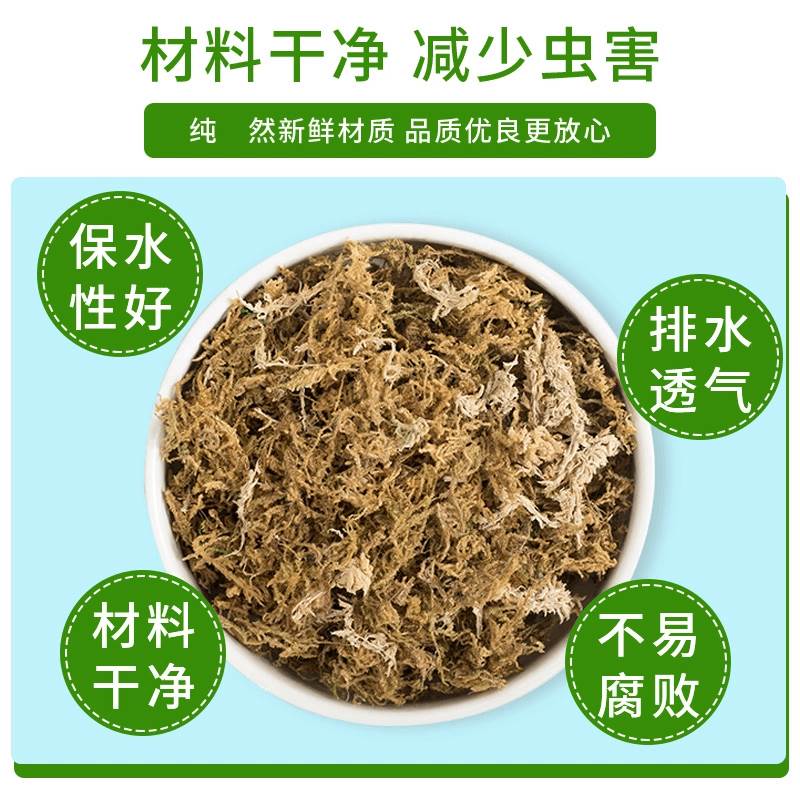 水苔藓青苔蝴蝶兰石斛兰花专用营养土乌龟爬宠造景垫材植物干苔藓 - 图0