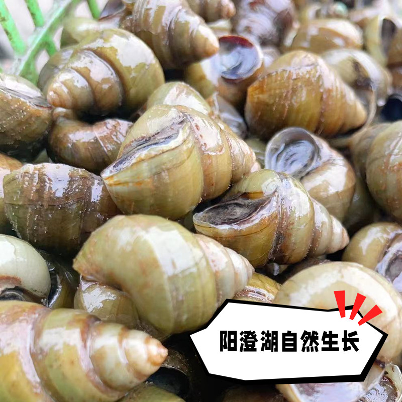 鲜活阳澄湖螺蛳青壳新鲜螺丝大泥螺淡水田螺活体4斤螺狮本地_虎窝淘