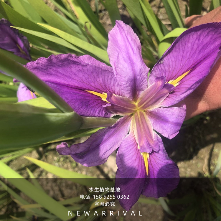 鸢尾花红花鸢尾花苗西伯利亚植物黄菖蒲四季庭院绿植水生植物花卉 - 图3