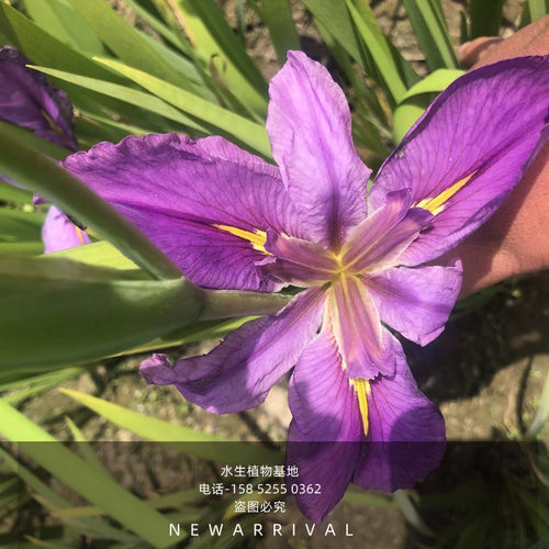 鸢尾花红花鸢尾花苗西伯利亚植物黄菖蒲四季庭院绿植水生植物花卉 - 图3