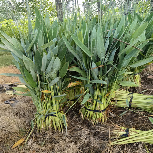 水培水生花卉美人蕉旱伞草水竹再力花黄菖蒲千屈菜苗池塘湿地植物 - 图3